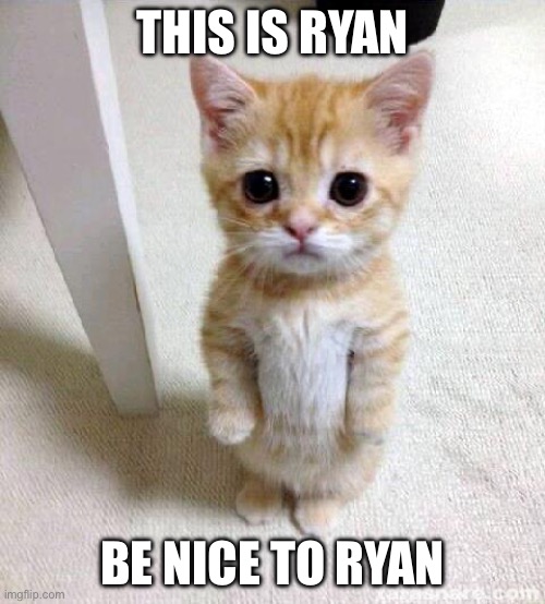 Cute Cat | This is Ryan; Be nice to Ryan | image tagged in memes,cute cat | made w/ Imgflip meme maker