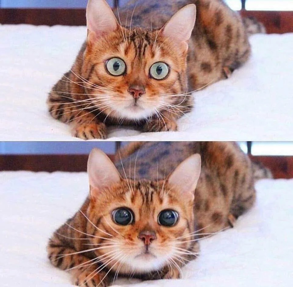 Cat want x but cat really want y Blank Meme Template
