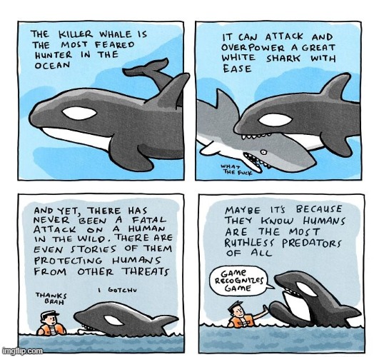 Killer Whale | image tagged in imgi_35_685629611_18592661437027058_8369999595819016654_n-6a0280,comics | made w/ Imgflip meme maker