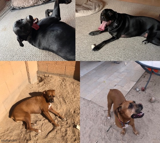 The true best doggos in the world :D | made w/ Imgflip meme maker