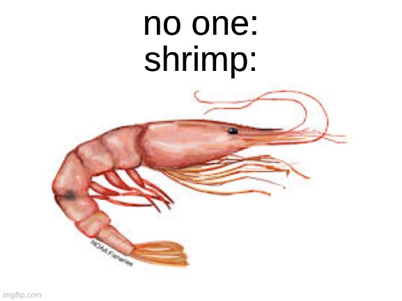 idk why I made this | no one:
shrimp: | image tagged in shrimp,memes,fish | made w/ Imgflip meme maker