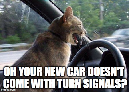 catsale | OH YOUR NEW CAR DOESN'T COME WITH TURN SIGNALS? | image tagged in catsale | made w/ Imgflip meme maker