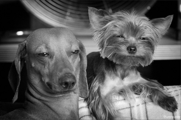Stoned doggos Blank Meme Template