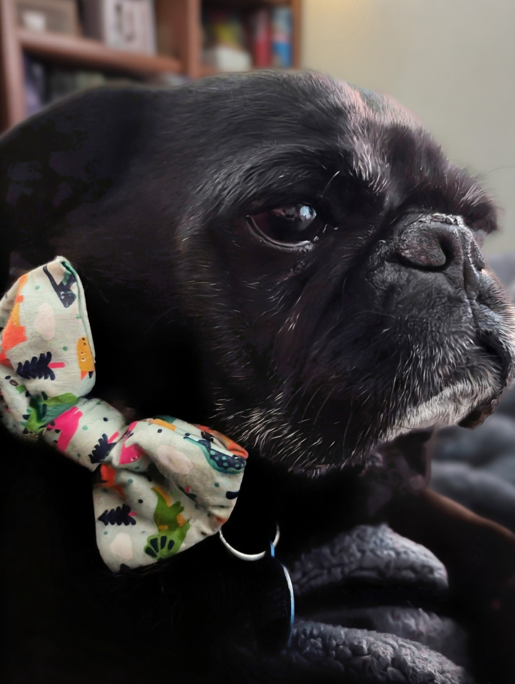 Smug Pug Blank Meme Template