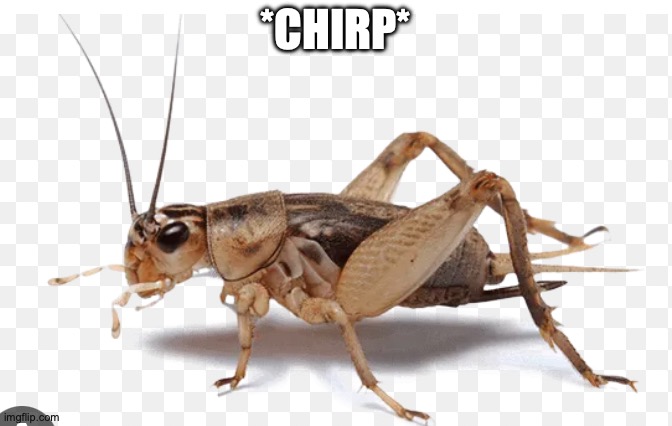 Screenshot 2026-05-13 at 6.18.19 PM.png | *chirp* | image tagged in screenshot 2026-05-13 at 6 18 19 pm png | made w/ Imgflip meme maker