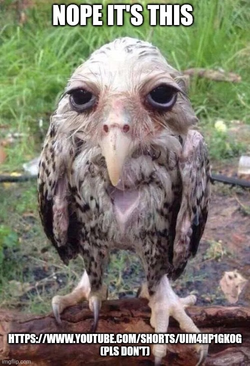 Wet owl | Nope it's this https://www.youtube.com/shorts/uIM4Hp1gkog (pls don't) | image tagged in wet owl | made w/ Imgflip meme maker