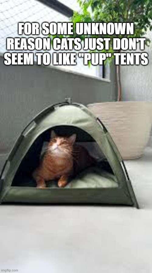 For some unknown reason cats just don't like "pup" tents. | for some unknown reason cats just don't seem to like "pup" tents | image tagged in cat,kittens,funny,humor,tent,dogs | made w/ Imgflip meme maker