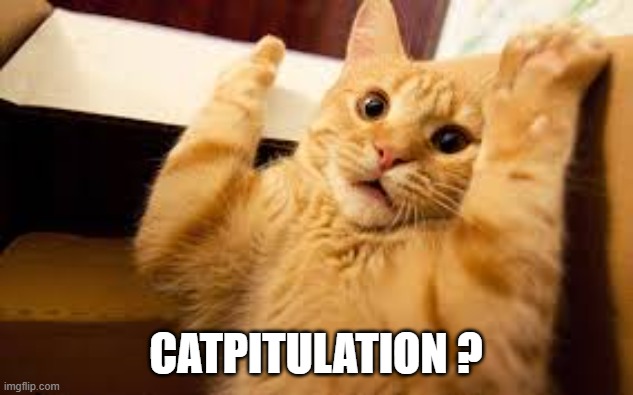 When a cat gives up do we call it "catpitulation"? | Catpitulation ? | image tagged in cat,funny,play on words,kittens,humor,surrender | made w/ Imgflip meme maker