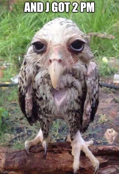 Wet owl | And j got 2 pm | image tagged in wet owl | made w/ Imgflip meme maker