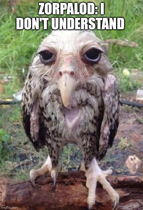 Wet owl | Zorpalod: I don't understand | image tagged in wet owl | made w/ Imgflip meme maker