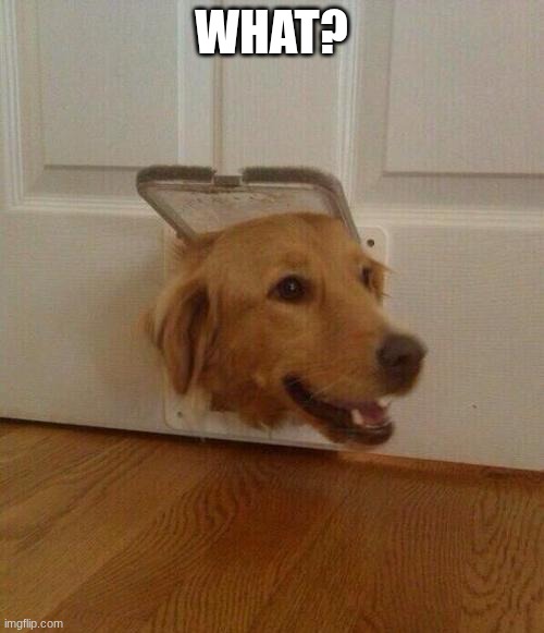 Dog door | What? | image tagged in dog door | made w/ Imgflip meme maker