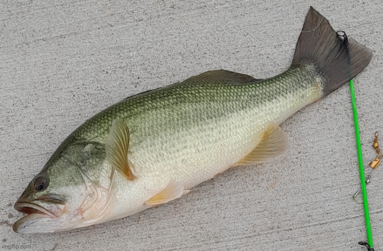 Fish jumpscare | made w/ Imgflip meme maker