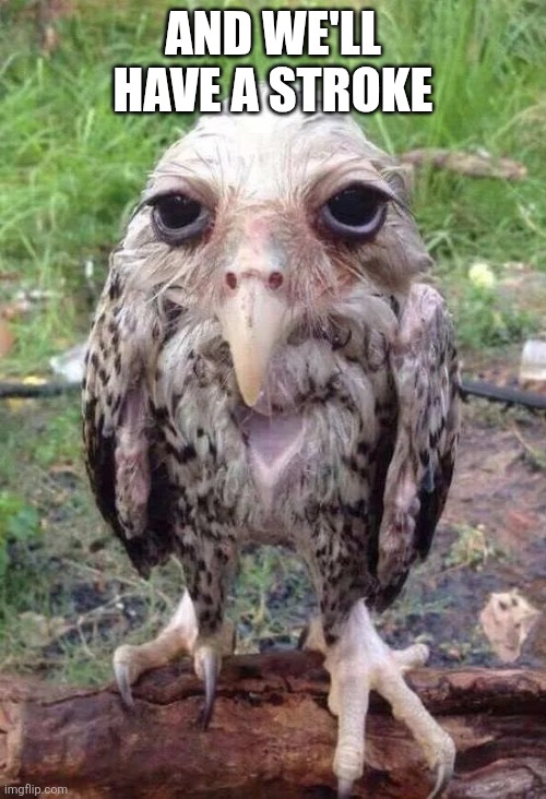Wet owl | And we'll have a stroke | image tagged in wet owl | made w/ Imgflip meme maker