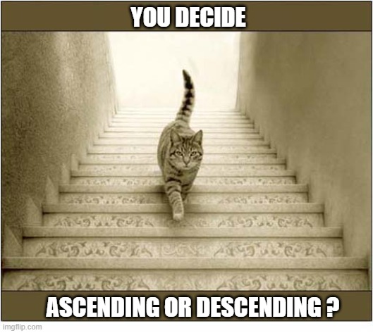 A Weird Illusion | You Decide; Ascending Or Descending ? | image tagged in cats,optical illusion,stairs | made w/ Imgflip meme maker