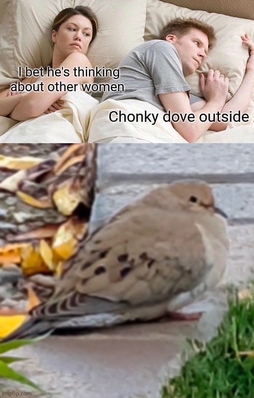 I bet he's thinking about other women; Chonky dove outside | image tagged in memes,i bet he's thinking about other women | made w/ Imgflip meme maker