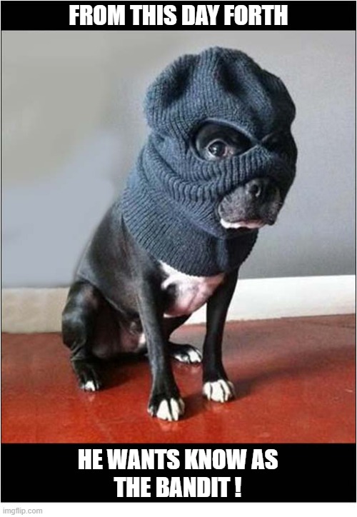 Who Is That Masked Stranger ? | From This Day Forth; He Wants Know As
The Bandit ! | image tagged in dogs,masked,bandit | made w/ Imgflip meme maker