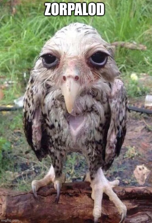 Wet owl | Zorpalod | image tagged in wet owl | made w/ Imgflip meme maker