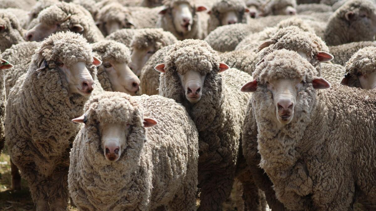 sheep Blank Meme Template