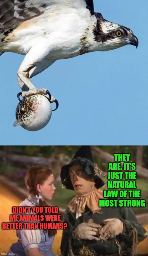 Well, It's nature | They are. It's just the natural law of the most strong; Didn't you told me animals were better than humans? | image tagged in osprey caught pufferfish,scarecrow and dorothy | made w/ Imgflip meme maker