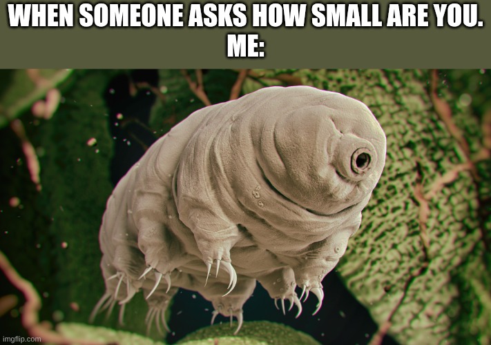 When someone asks how small are you.

ME: | image tagged in tardigrade webp | made w/ Imgflip meme maker