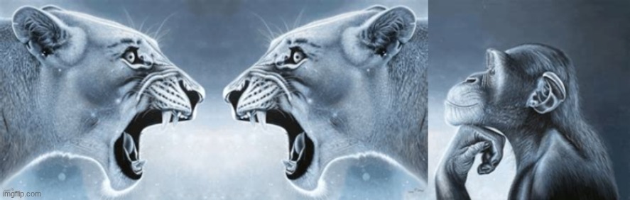 image tagged in lions yelling at each other while monkey ponders at a distance | made w/ Imgflip meme maker