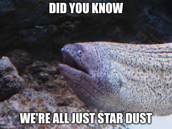 We're all just star dust | did you know; we're all just star dust | image tagged in fish with opinions | made w/ Imgflip meme maker