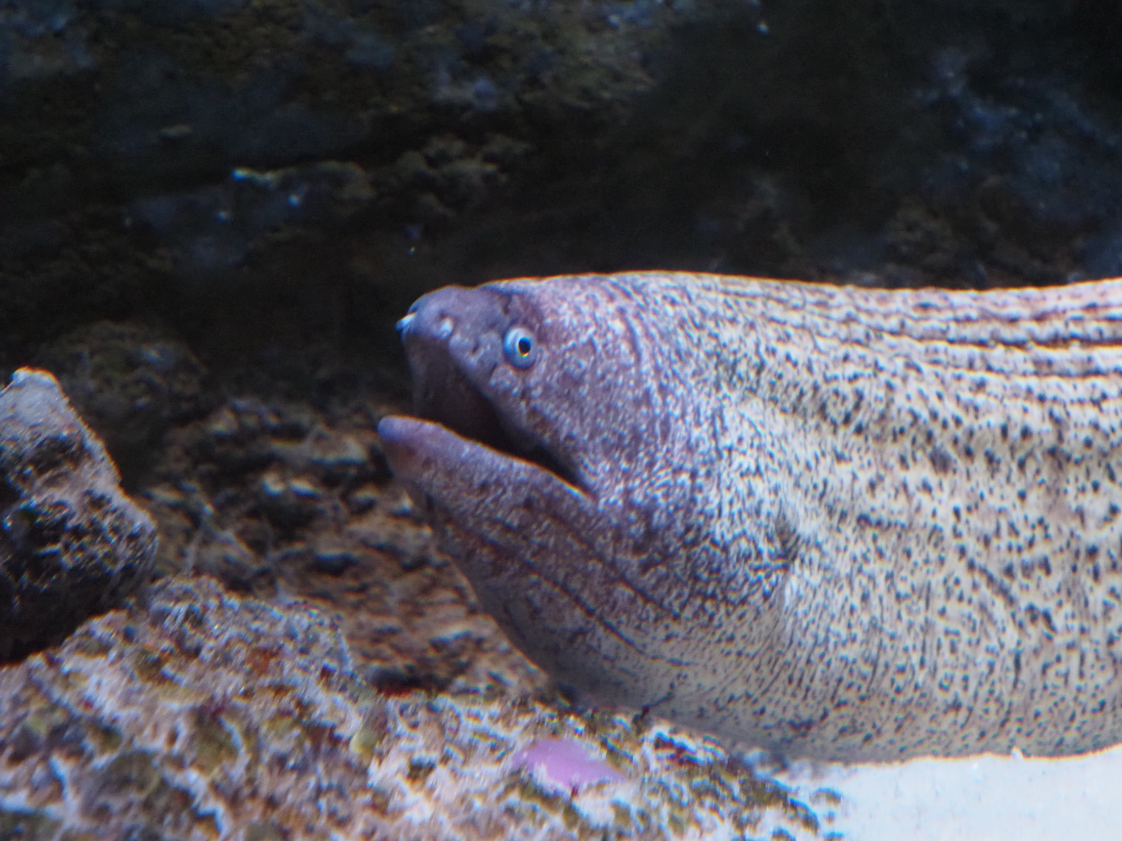 Fish with opinions Blank Meme Template