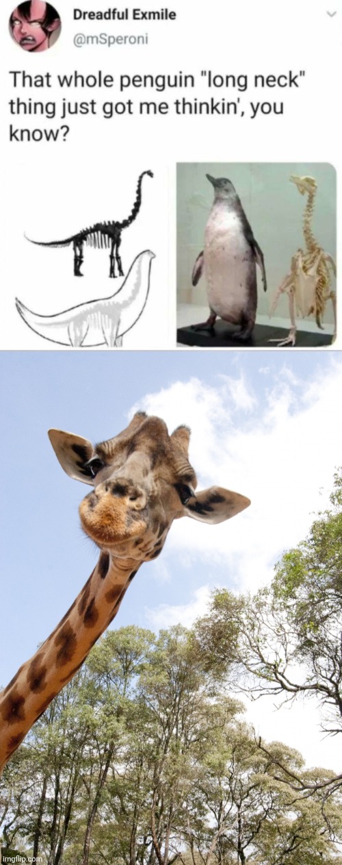 Long necks | image tagged in giraffe | made w/ Imgflip meme maker