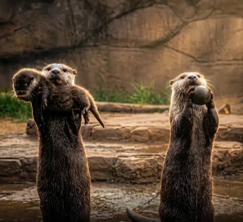 Otter parents Blank Meme Template