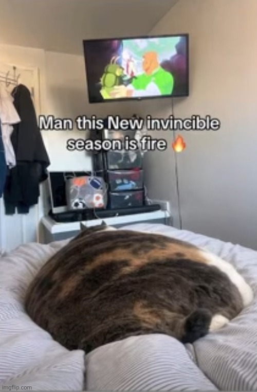 address me | image tagged in invincible,cats,fat,obese,elephant in the room,address me | made w/ Imgflip meme maker