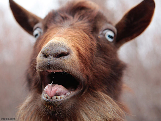 goat screaming | image tagged in goat screaming | made w/ Imgflip meme maker