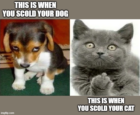 The difference between a cat and a dog when you scold them. | This is when you scold your dog; This is when you scold your cat | image tagged in cat,kittens,funny,humor,dogs,difference | made w/ Imgflip meme maker