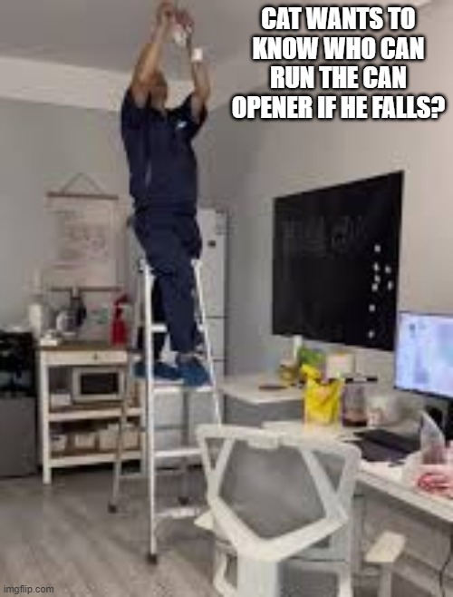 Owner might fall off ladder. Cat is worried who else can operate a can opener. | cat wants to know who can run the can opener if he falls? | image tagged in cat,kittens,humor,funny,play on words | made w/ Imgflip meme maker