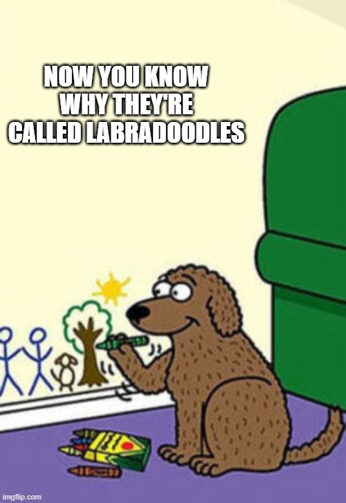 This is why they call these mixed breed dogs Labradoodles.   --  funny  -- | Now you know why they're called labradoodles | image tagged in funny,humor,dogs,names,cats,play on words | made w/ Imgflip meme maker