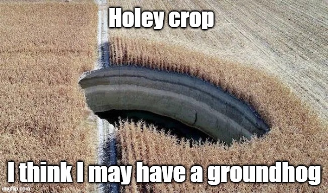 Holey Crop | Holey crop; I think I may have a groundhog | image tagged in farming,dangerous,nature,scary | made w/ Imgflip meme maker