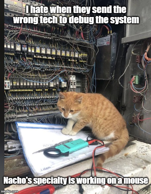 IT Mouser | I hate when they send the wrong tech to debug the system; Nacho's specialty is working on a mouse | image tagged in cat,it,mouse,i have no idea what i am doing | made w/ Imgflip meme maker