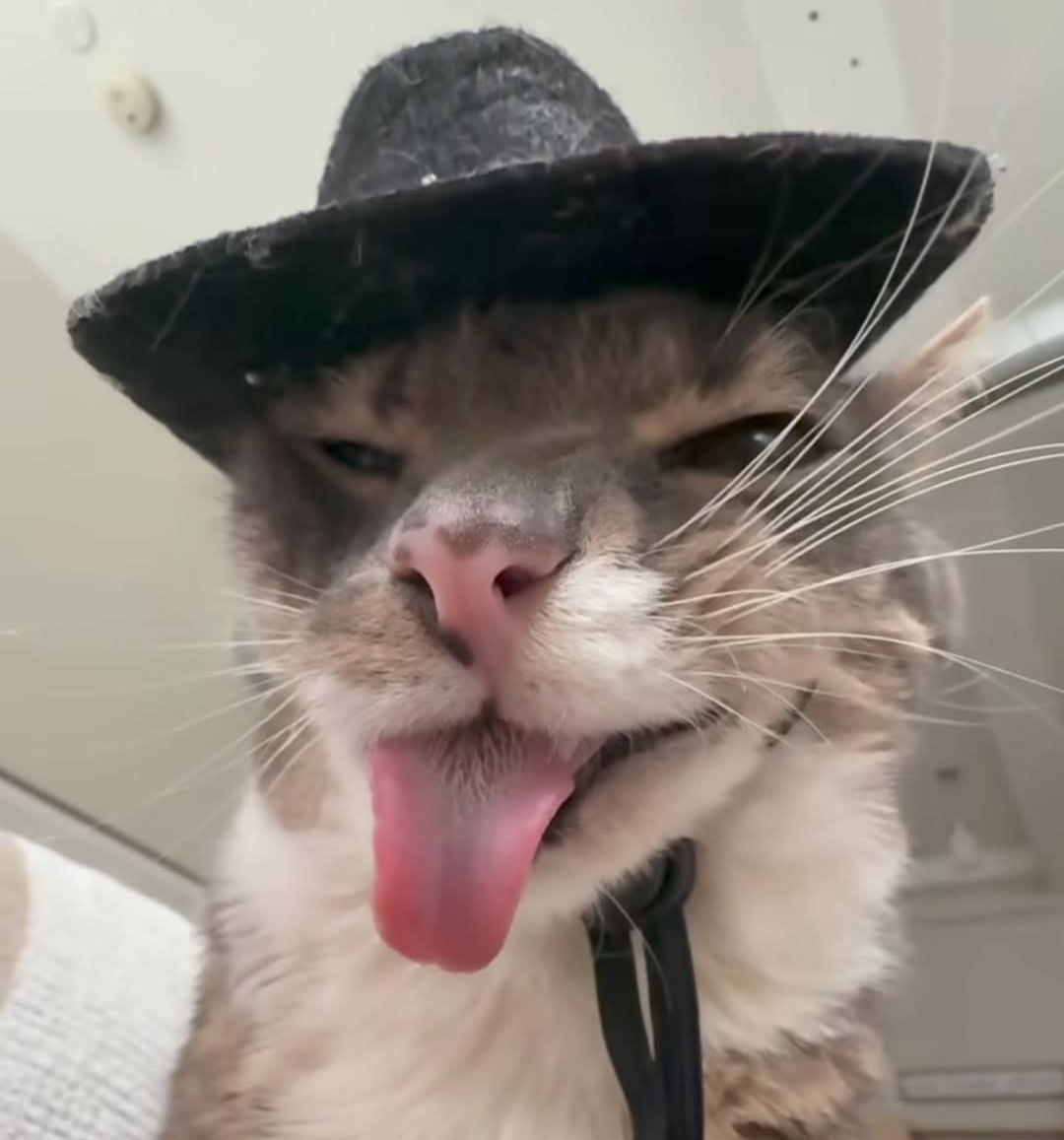 Freaky as cat Blank Meme Template
