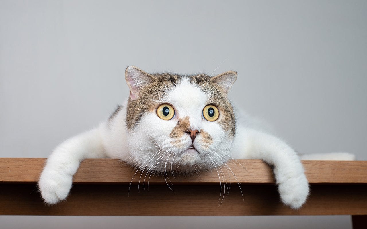 Focus cat Blank Meme Template
