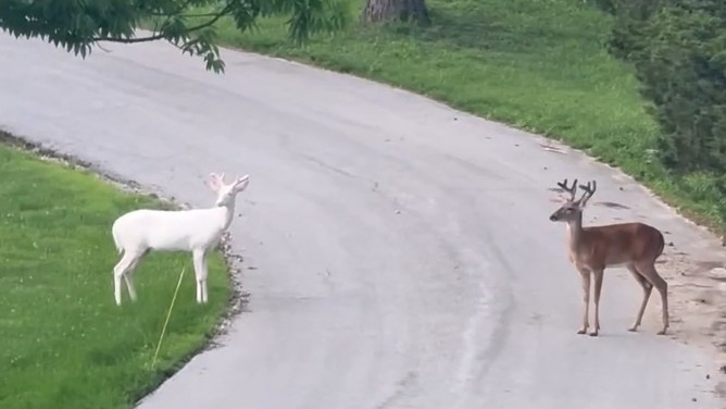Deer Blank Meme Template