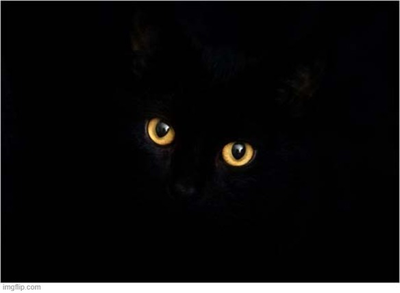 You Are Being Watched ! | image tagged in cats,black cat,watched | made w/ Imgflip meme maker