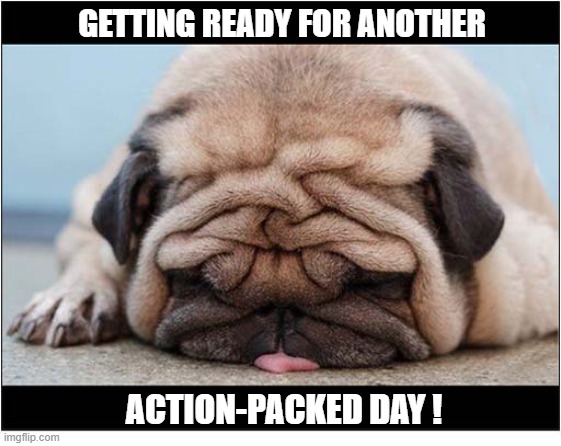 Any Moment Now ... | Getting Ready For Another; action-packed day ! | image tagged in dogs,action | made w/ Imgflip meme maker