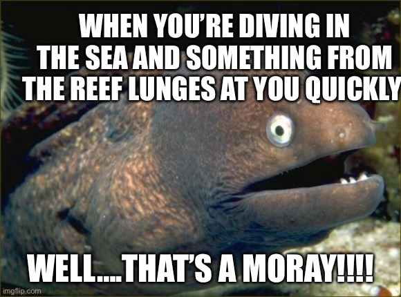 Moray Eel Meme Bad Joke | When you’re diving in the sea and something from the reef lunges at you quickly; Well….That’s a moray!!!! | image tagged in moray eel meme bad joke | made w/ Imgflip meme maker