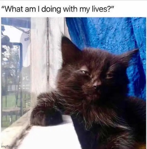 Time for Reflection | image tagged in cat,wisdom,deep thoughts,deep thoughts with the deep,reflection,perspective | made w/ Imgflip meme maker