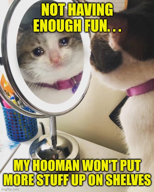 Saddest cat mirror | Not having enough fun. . . My hooman won't put more stuff up on shelves | image tagged in saddest cat mirror | made w/ Imgflip meme maker