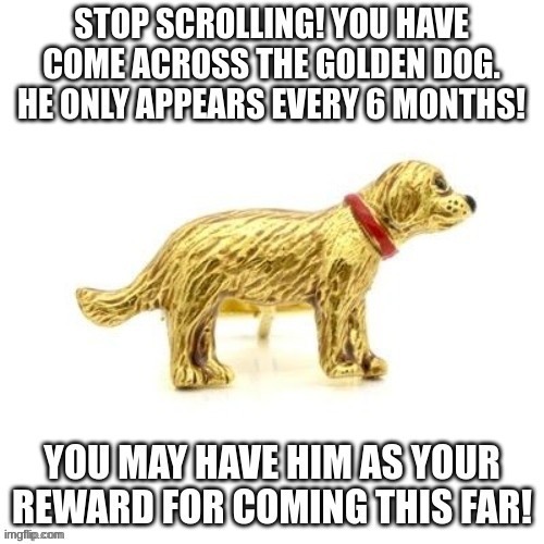 Its your lucky day (: | image tagged in 8dpl98 jpg,gold,dog,funny,meme,lucky | made w/ Imgflip meme maker