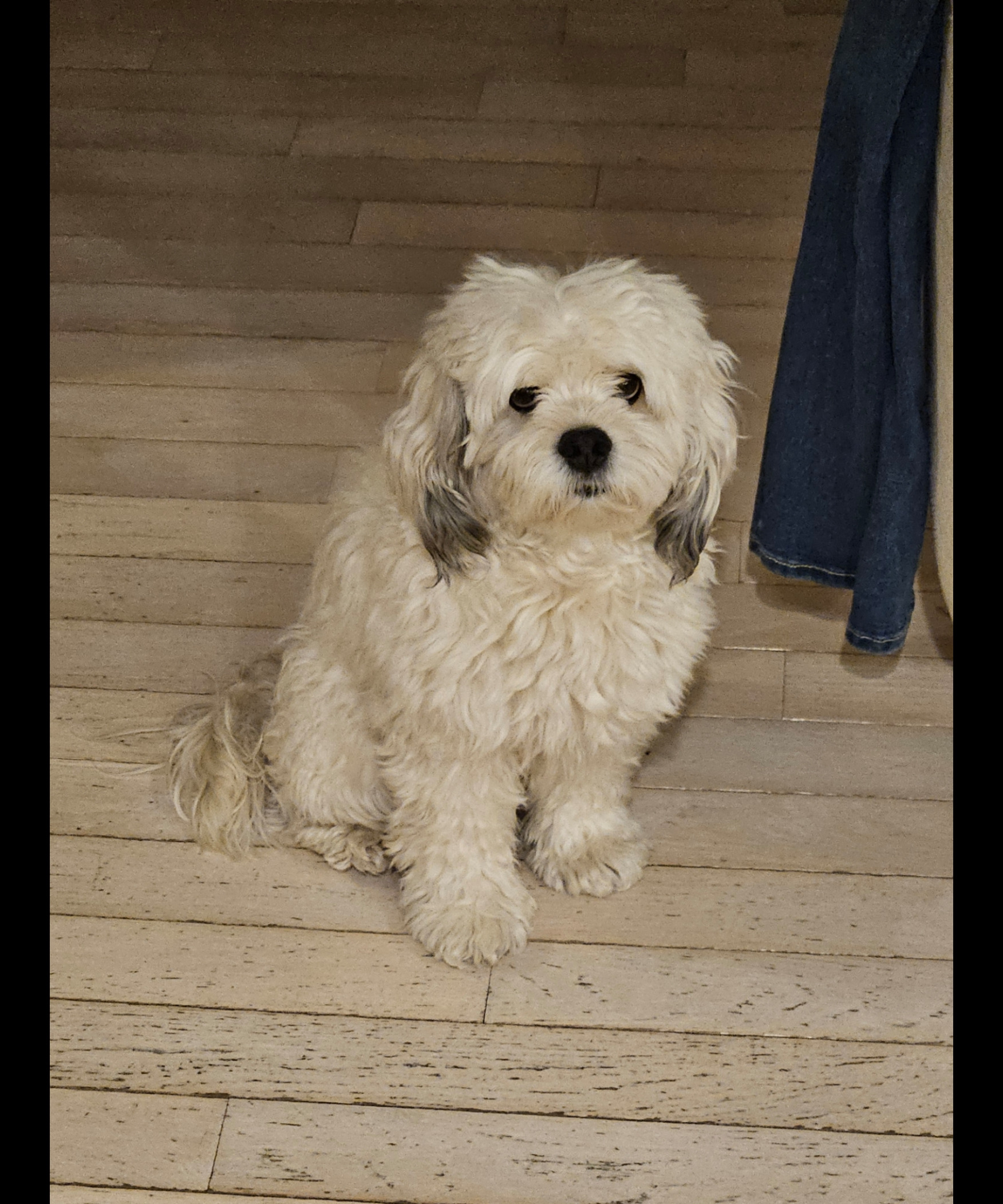 Marley the cockapoo Blank Meme Template