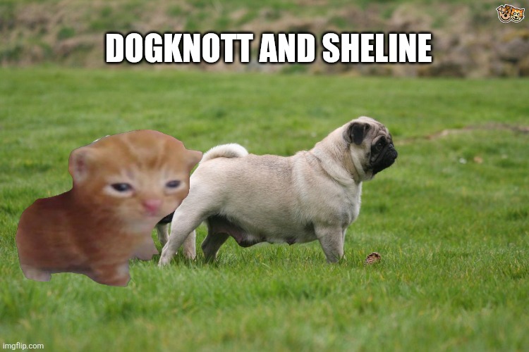 The boys s5ep7 | dogknott and sheline | image tagged in pug sniffing pug's butt,the boys | made w/ Imgflip meme maker