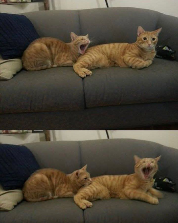Cat biting cat Blank Meme Template