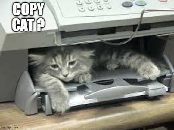 Here's a rare picture of a copy cat. | copy cat ? | image tagged in cat,kittens,funny,humor,play on words | made w/ Imgflip meme maker