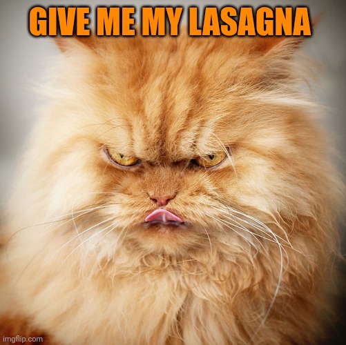 orange cat | Give me my lasagna | image tagged in orange cat | made w/ Imgflip meme maker